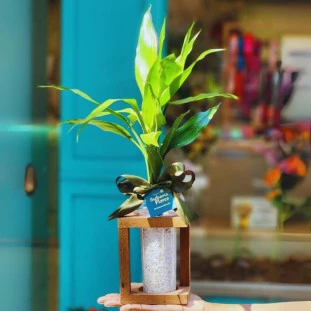 Bambu da Sorte em vaso de vidro estilo torre com pedrinhas brancas e laço, sobre suporte de madeira.