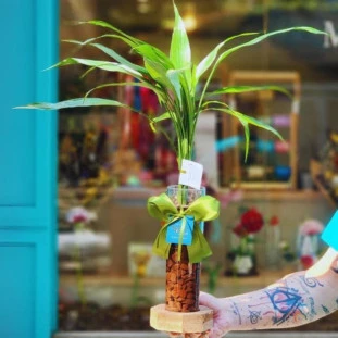 Bambu da Sorte em tubo de vidro sobre base de madeira tipo bolacha, com laço verde e tag da Ikebana Flores.