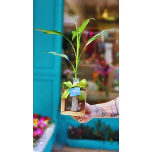 Bambu da Sorte em vaso solitária de vidro com pedrinhas, laço verde e suporte de madeira, da Ikebana Flores.