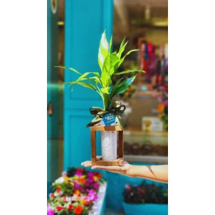 Bambu da Sorte em vaso de vidro estilo torre com pedrinhas brancas e laço, sobre suporte de madeira.