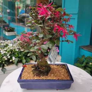 Bonsai Loropetalum - 5 anos