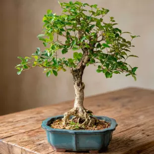 Bonsai de Acerola de 10 anos com tronco texturizado e raízes expostas em vaso de cerâmica azul vidrado.