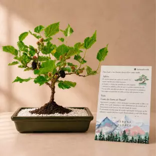 Bonsai de Amora plantado em vaso de cerâmica sobre mesa branca, com foco nas folhas verdes e frutos vermelhos, ao lado o seu manual de como cuidar