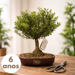 Bonsai de Buxinho de 6 anos com copa densa e verde em vaso de cerâmica marrom sobre mesa de madeira - Ikebana Flores BH.
