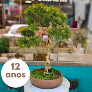 Bonsai de colecionador Eugênia de 12 anos em vaso de cerâmica, com tronco sinuoso e folhagem verde intensa.
