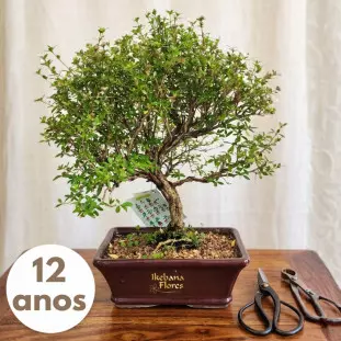 Bonsai de Serissa de 12 anos com tronco robusto e flores brancas em vaso de cerâmica marrom - Ikebana Flores BH