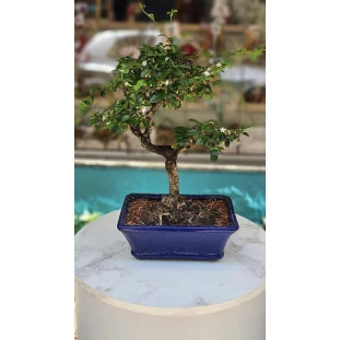 Bonsai de colecionador Serissa de 4 anos com pequenas flores brancas e folhagem verde intensa em vaso azul.