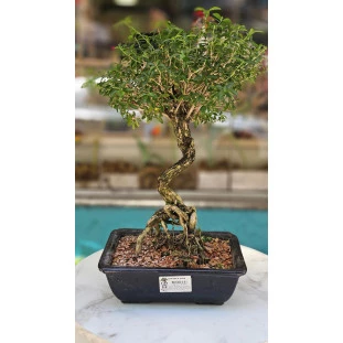 Bonsai de colecionador Serissa de 6 anos em vaso cerâmico, com tronco retorcido e folhagem verde densa.