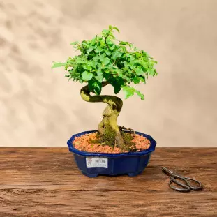 Bonsai Ligustrum de 6 anos com tronco sinuoso e copa verde densa, plantado em vaso de cerâmica azul esmaltada sobre mesa de madeira - Ikebana Flores BH.