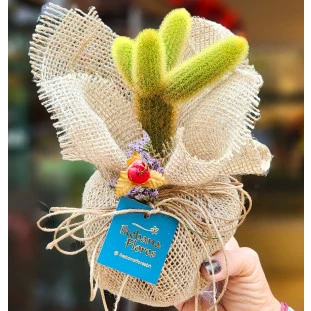 Cacto rabo de gato em embalagem de juta com laço rústico e detalhe floral, da Ikebana Flores Belo Horizonte.
