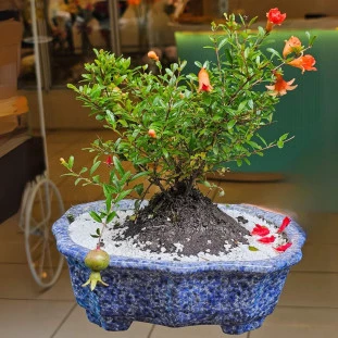 Bonsai de Romã na Louça