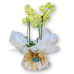 Mini Orquídea Amarela