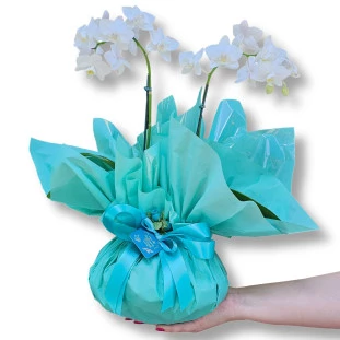 Mini Orquídea Tifanny