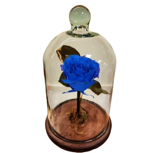 Rosa eterna azul na Cúpula - Média