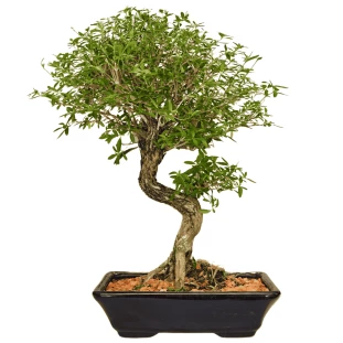 Bonsai Colecionador  - 8 Anos - Serissa