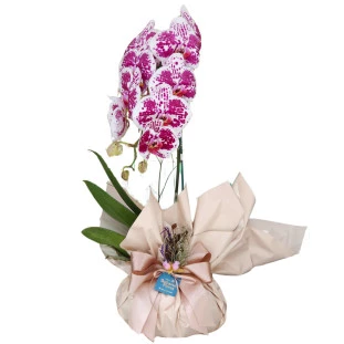 Orquídea Rajada Rosa 