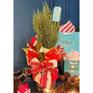 pinheiro de natal natural com embalagem natalina