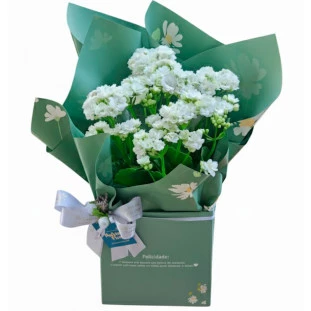 Kalandiva branca plantada em caixa verde decorativa com laço e mensagem Felicidade da Ikebana Flores