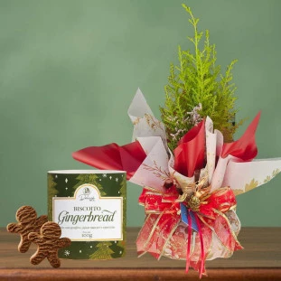 Kit Natalino com mini tuia decorada em embalagem especial e lata de biscoitos gingerbread Delicê & Co.