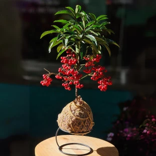 Kokedama Cafezinho (Ardisia)