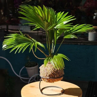 Kokedama de palmeira leque com folhas verdes em base metálica redonda, da floricultura Ikebana Flores