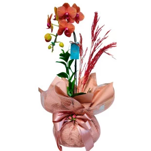 orquídea goyave ikebana flores