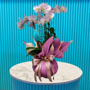 Mini Orquídea Rosa Claro