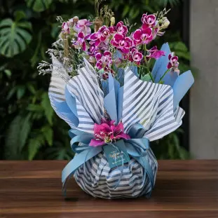 Mini Orquídea - Embalagem Listrada