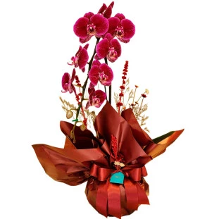 Orquídea Fúcsia na Embalagem Roxa