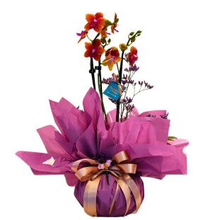 Arranjo de orquídea phalaenopsis mini na cor rosa, chamado Orquídea Baby Luz do Entardecer, disponível em Ikebana Flores com entrega rápida em Belo Horizonte