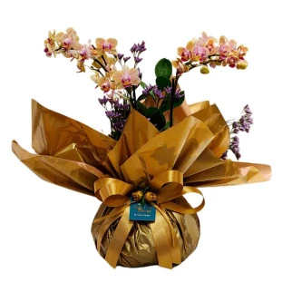 Arranjo de orquídea phalaenopsis mini na cor dourada