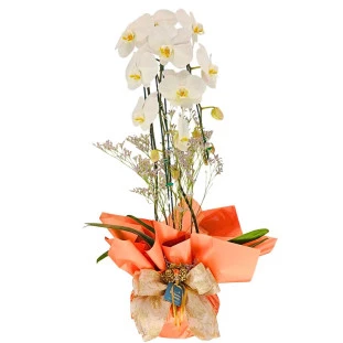 Orquídea phalaenopsis branca com duas hastes em embalagem pêssego Ikebana Flores