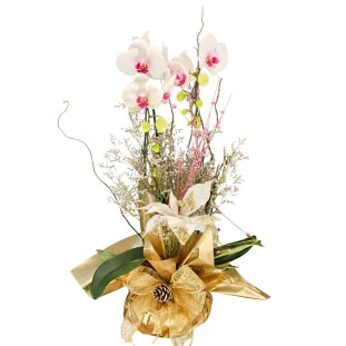orquidea phalaenopsis branca duas hastes com decoracao natalina embalagem dourada ikebana flores