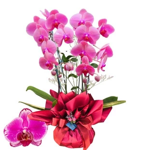 Orquidea Phalaenopsis na cor rosa e embalagem rosa, ao lado uma pétala dela em escala maior