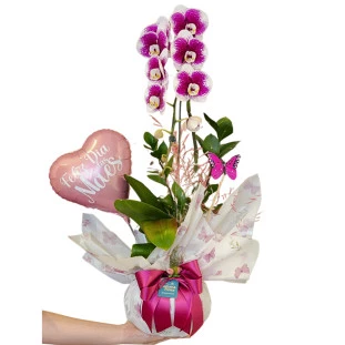 Orquídea Rajada - Dia das Mães