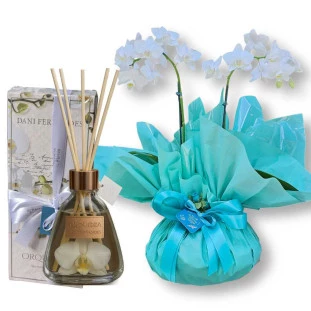 presente elegante com orquídea phalaenopsis e aromatizador floral