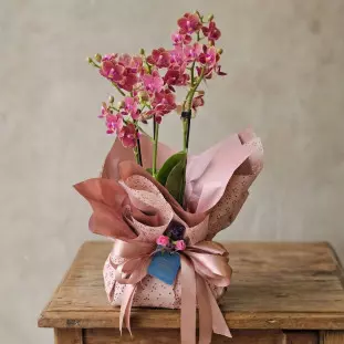 Mini orquídea phalaenopsis rosa