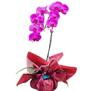 Orquídea Phalis Rosa