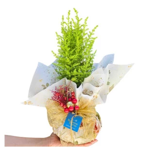 Tuia especial Natal P