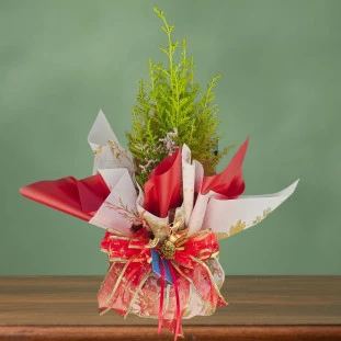 mini tuia decorada de natal com embalagem para presente