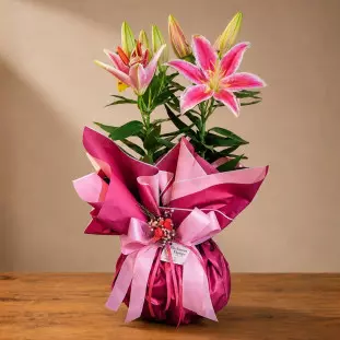 Vaso de Lírio Rosa