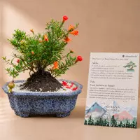 Compre e envie para todo o Brasil vasos com plantas e Bonsai de Rom.