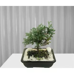 Bonsai de Tuia Azul