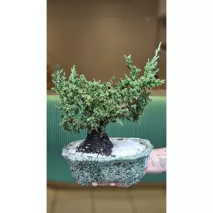 Bonsai de Tuia Jacaré