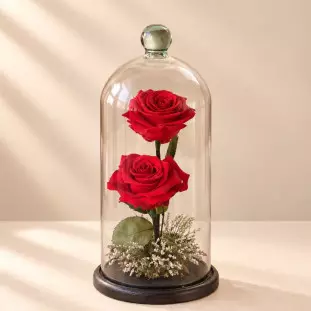 Rosa Eterna Dupla