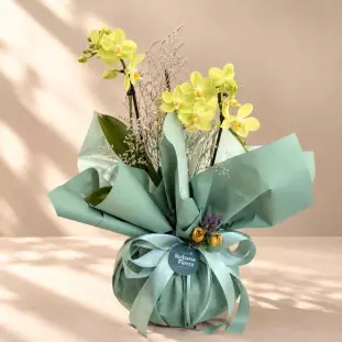 Mini Orquídea Amarela
