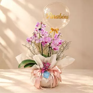 Mini Orquídea Aurora com Balão parabéns