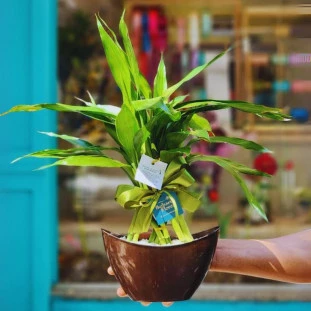 Bambu da Sorte em vaso cerâmico formato canoa, com pedrinhas brancas e laço verde, da Ikebana Flores.