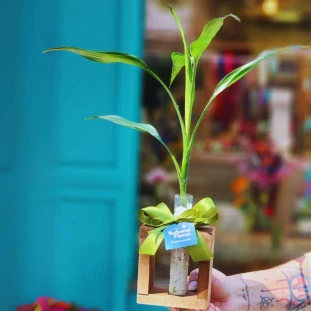 Bambu da Sorte em vaso solitária de vidro com pedrinhas, laço verde e suporte de madeira, da Ikebana Flores.