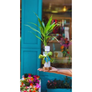 Bambu da Sorte em tubo de vidro com pedrinhas sobre bolacha de madeira, laço verde e tag da Ikebana Flores.